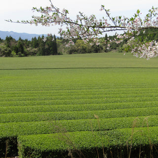 [Part 4] How Matcha Is Made: From Field to Bowl