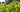 [Part 5] First Flush vs. Second Flush: How Harvest Timing Changes Matcha