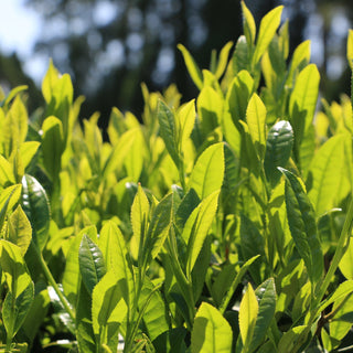 [Part 5] First Flush vs. Second Flush: How Harvest Timing Changes Matcha